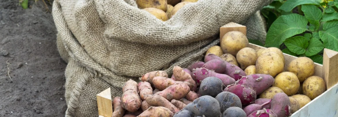 Kartoffeln in einer Holzkiste und einem Sack
